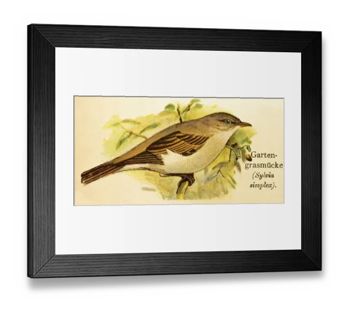 Framed Print : Garden warbler (Sylvia borin) historical illustration Framed Print : Garden warbler (Sylvia borin) historical illustration