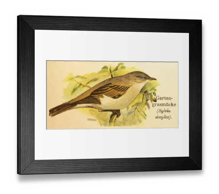 Framed Print : Garden warbler (Sylvia borin) World of birds