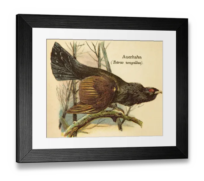 Framed Print : Capercaillie or western capercaillie (Tetrao urogallus) tree