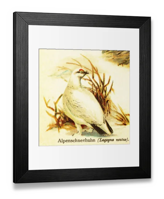 Framed Print : Rock ptarmigan (Lagopus mutus) white Framed Print : Rock ptarmigan (Lagopus mutus) white