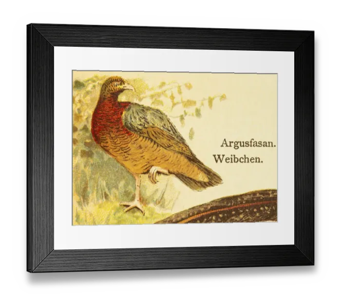 Framed Print : Great argus (Argusianus argus) female Framed Print : Great argus (Argusianus argus) female