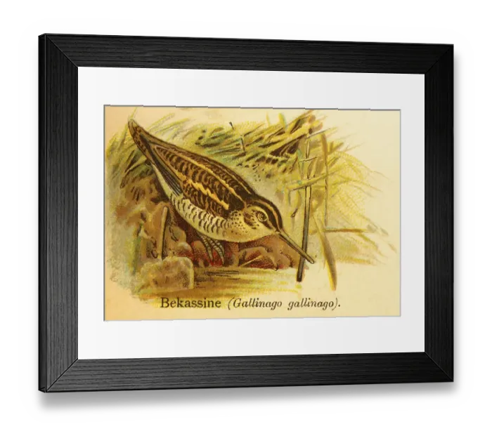 Framed Print : Common snipe (Gallinago gallinago) lakeshore