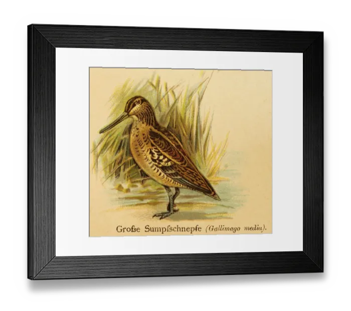 Framed Print : Great Snipe or great snipe (Gallinago media) World of Birds