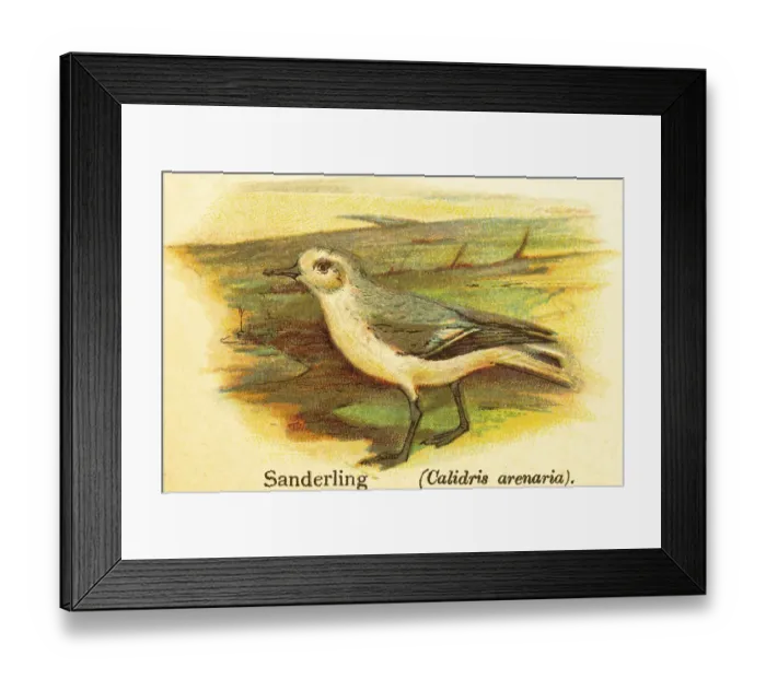 Framed Print : Sanderling (Calidris alba), side view Framed Print : Sanderling (Calidris alba), side view