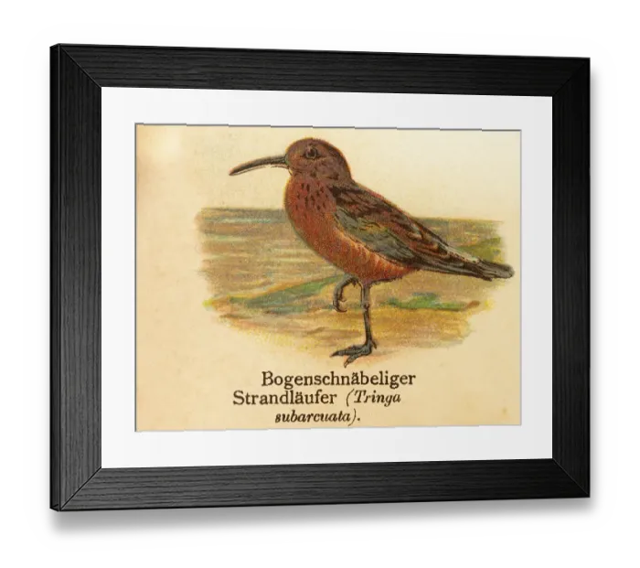 Framed Print : Arch-billed sandpiper (Tringa sunarcuata)