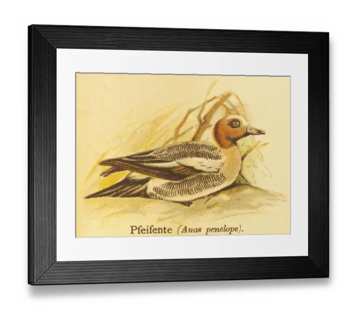 Framed Print : Eurasian wigeon (Anas penelope) or water Framed Print : Eurasian wigeon (Anas penelope) or water
