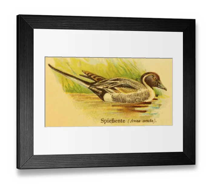 Framed Print : Pintail (Anas acuta) swimming, lakeshore