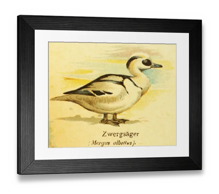 Framed Print : Smew (Mergus albellus) World of birds Framed Print : Smew (Mergus albellus) World of birds