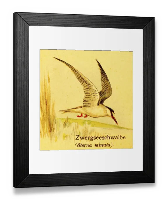 Framed Print : Little tern (Sternula albifrons) in flight Framed Print : Little tern (Sternula albifrons) in flight