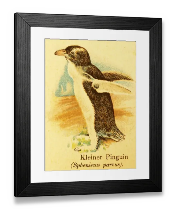 Framed Print : Little penguin (Spheniscus parvus) or (Spheniscidae) seabird
