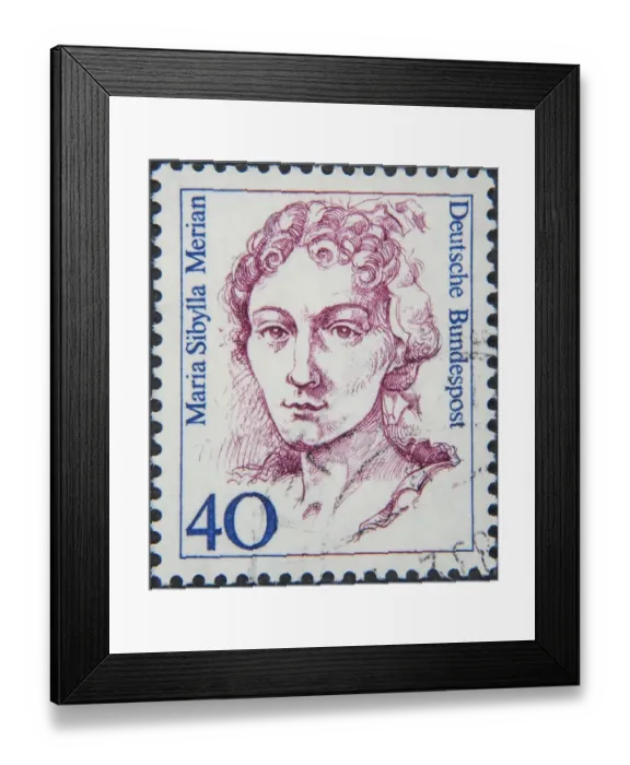 Framed Print : Maria Sibylla Merian, 1647 - 1717 Framed Print : Maria Sibylla Merian, 1647 - 1717