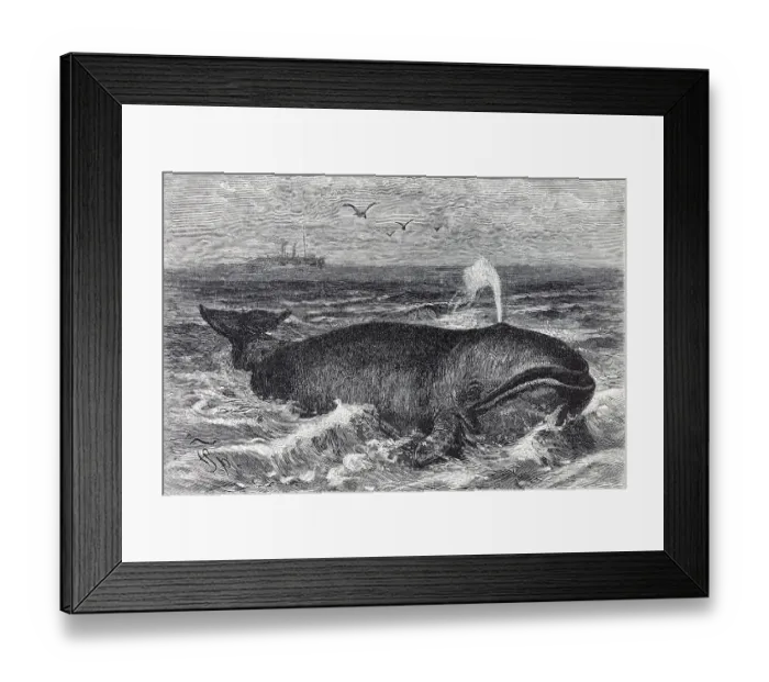 Framed Print : Bowhead Whale (Balena mysticetus) Framed Print : Bowhead Whale (Balena mysticetus)