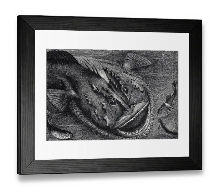 Framed Print : Monkfish (Lophius piscatorius) Framed Print : Monkfish (Lophius piscatorius)