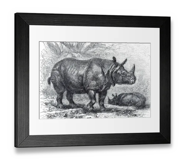 Framed Print : Indian Rhinoceros (Rhinoceros indicus)