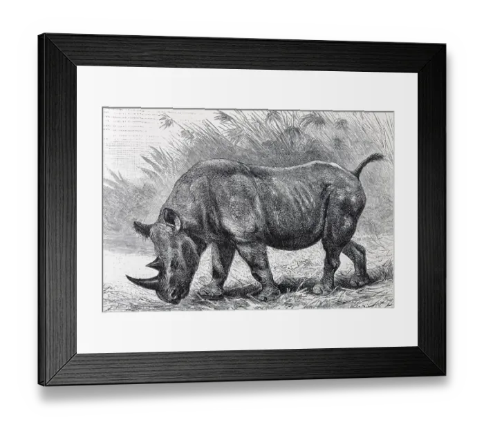Framed Print : African Rhinoceros (Rhinoceros bicornis) Framed Print : African Rhinoceros (Rhinoceros bicornis)
