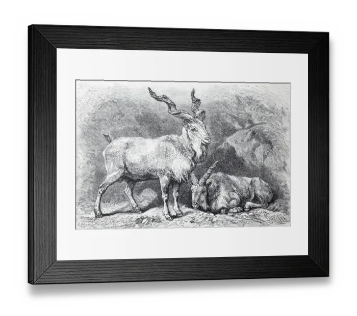 Framed Print : Markhor (Capra falconeri), historical book illustration from the 19th Century Framed Print : Markhor (Capra falconeri), historical book illustration from the 19th Century