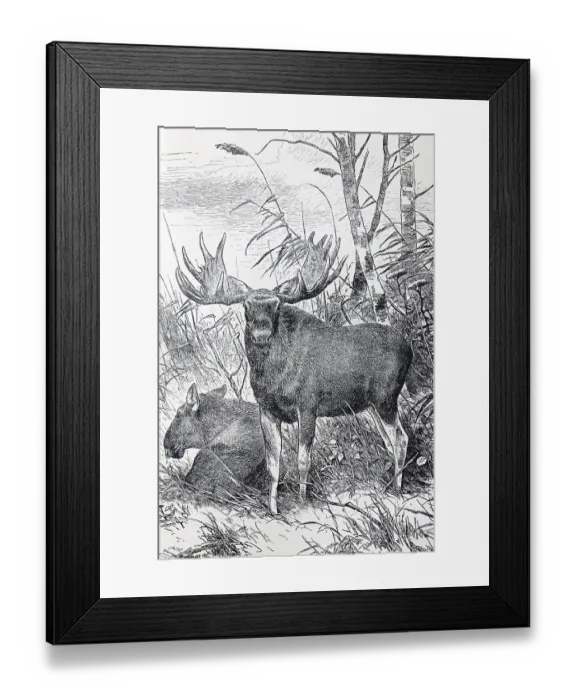 Framed Print : Moose or Elk (Cervus Alces), historical book illustration from the 19th Century Framed Print : Moose or Elk (Cervus Alces), historical book illustration from the 19th Century