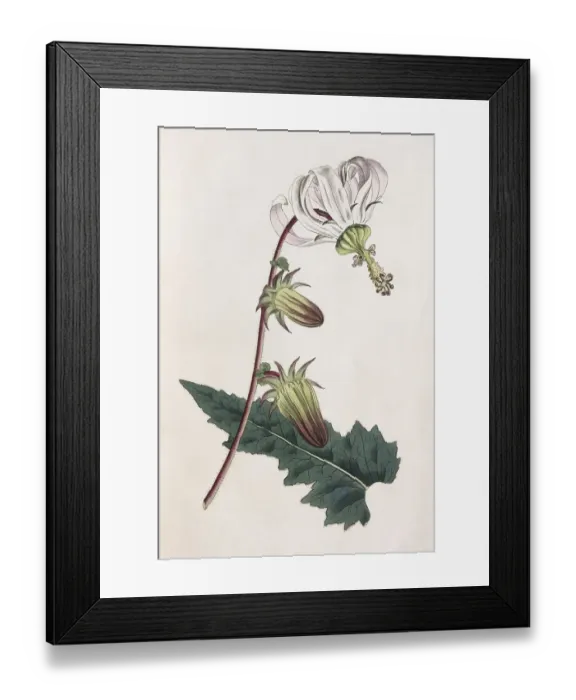 Framed Print : Rough-leaved michauxia (Michauxia campanuloides)