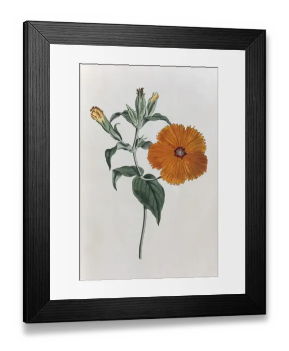Framed Print : Lychnis coronata, hand-colored copper engraving by Sansom from William Curtis Botanical Magazine