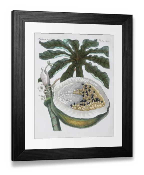 Framed Print : Papaya of papaya tree (Carica papaya)