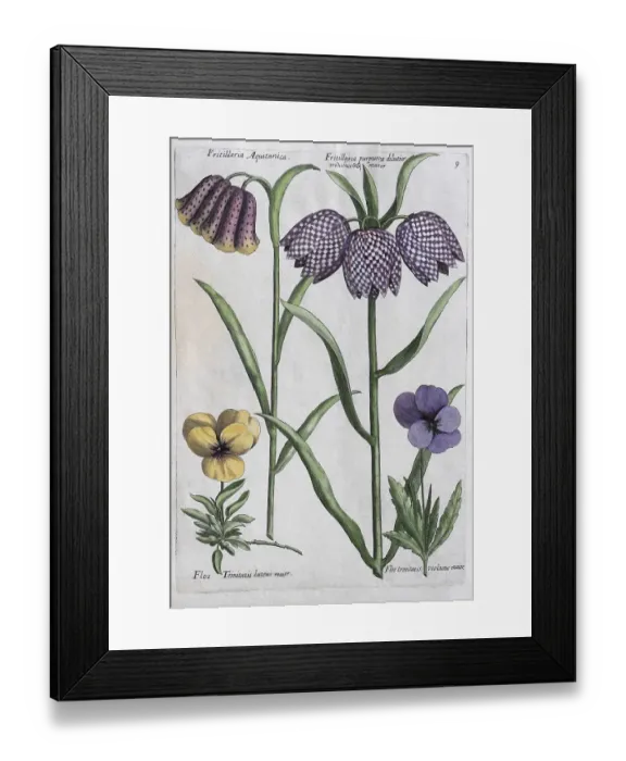 Framed Print : Snake's Head Fritillary (Fritillaria)