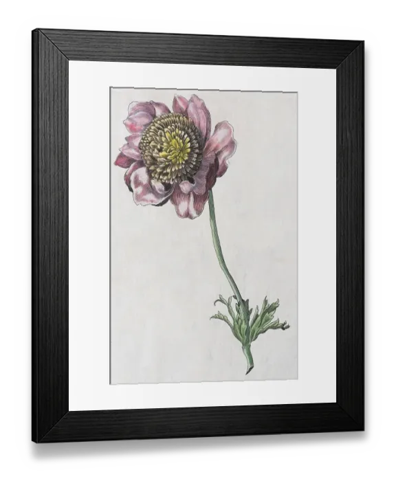 Framed Print : Anemone (Anemone), hand coloured copper engraving