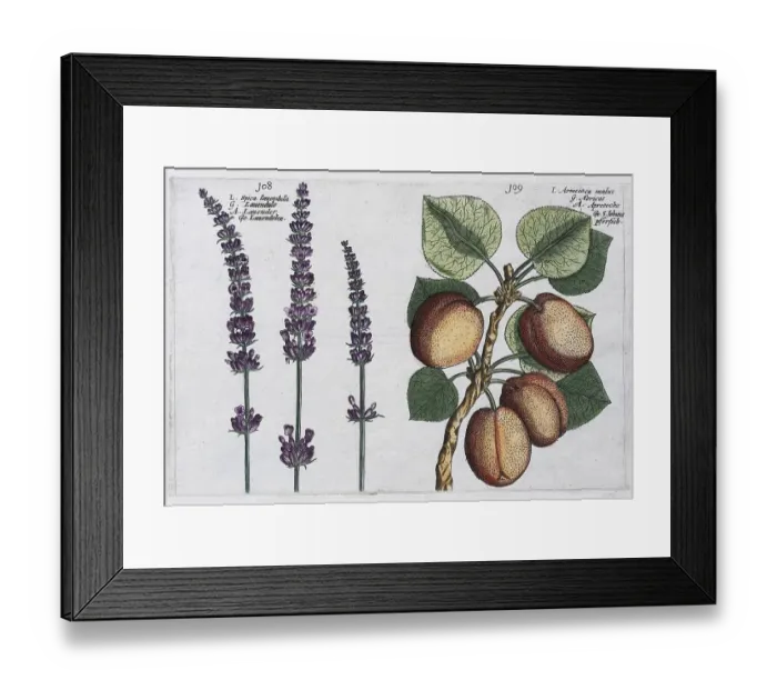 Framed Print : Lavender (Lavandula) and Apricot (Prunus armeniaca) Framed Print : Lavender (Lavandula) and Apricot (Prunus armeniaca)