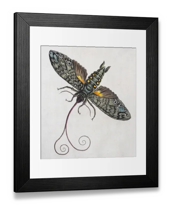 Framed Print : Owlet moth (Noctuidae)