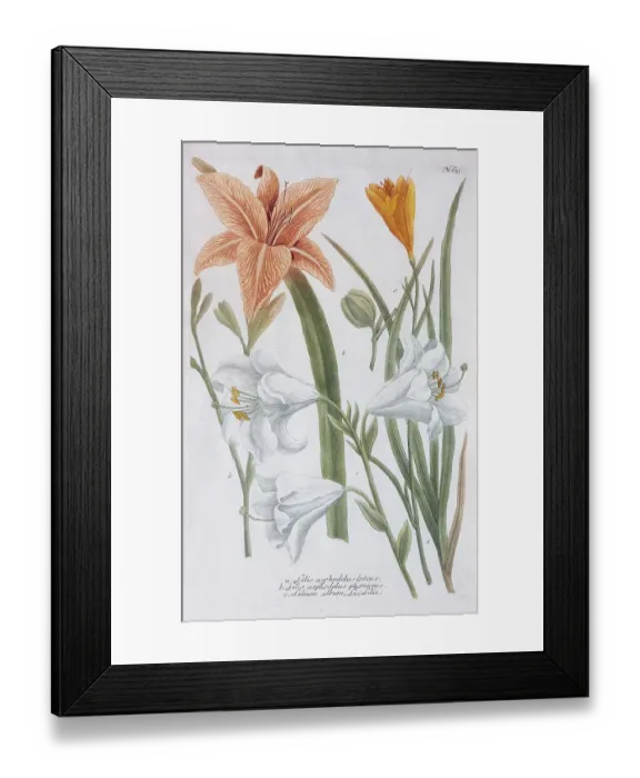 Framed Print : Lilies (Lilium), coloured copper engraving from Phytanthoza Iconographia by Johann Wilhelm Weinmann