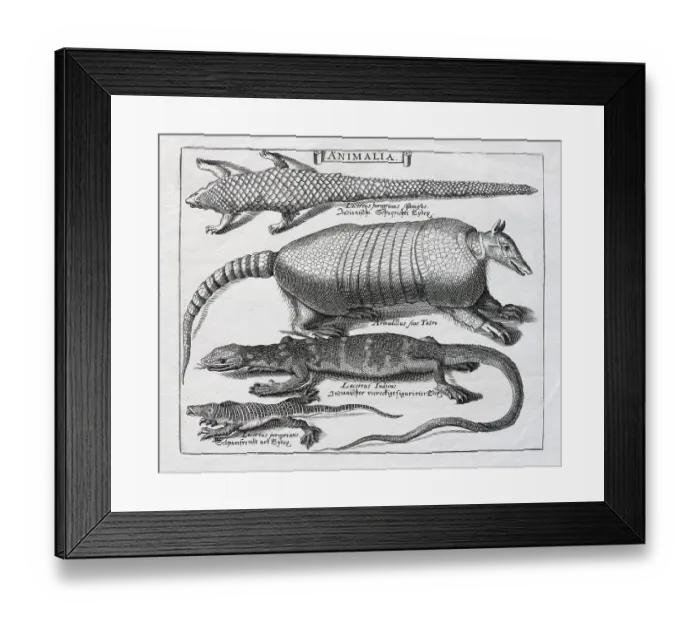 Framed Print : Various scale animals, copper engraving by Basilius Besler Framed Print : Various scale animals, copper engraving by Basilius Besler