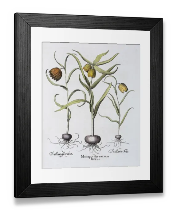 Framed Print : Snake's Head Fritillary (Fritillaria meleagris) Framed Print : Snake's Head Fritillary (Fritillaria meleagris)