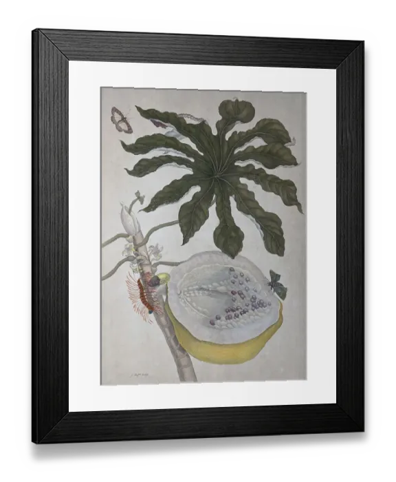 Framed Print : Pawpaw (Carica papaya), hand coloured copper engraving by Maria Sibylla Merian