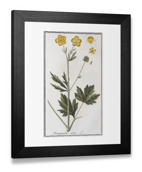 Framed Print : Sharp buttercup (Ranunculus acris)
