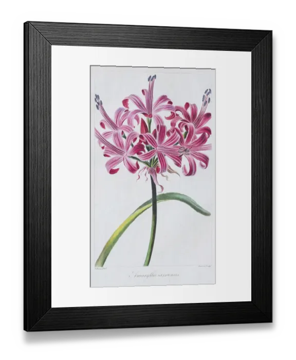 Framed Print : Belladonna-lily (Amaryllis belladonna) Framed Print : Belladonna-lily (Amaryllis belladonna)