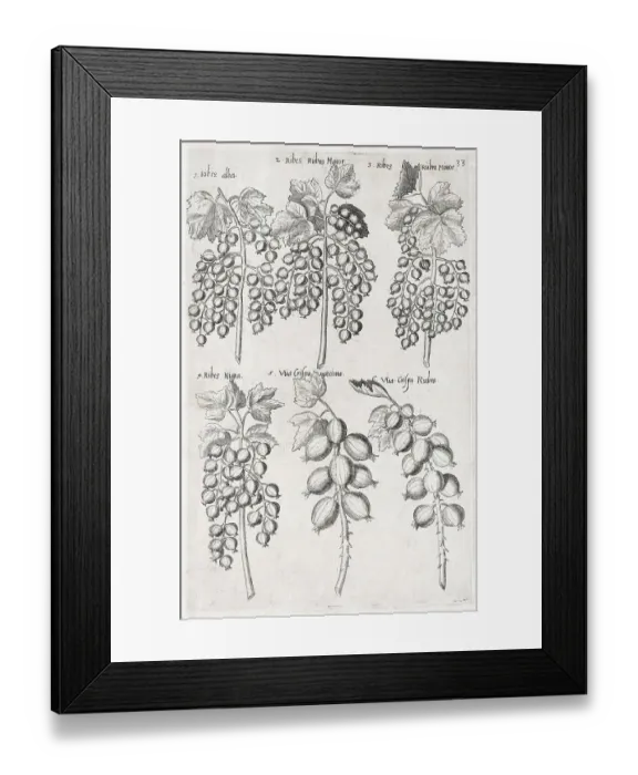Framed Print : Currants (Ribes), copperplate engraving by Emanuel Sweerts Framed Print : Currants (Ribes), copperplate engraving by Emanuel Sweerts