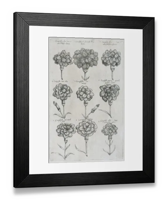 Framed Print : Caryophyllaceae (Caryophyllaceae)