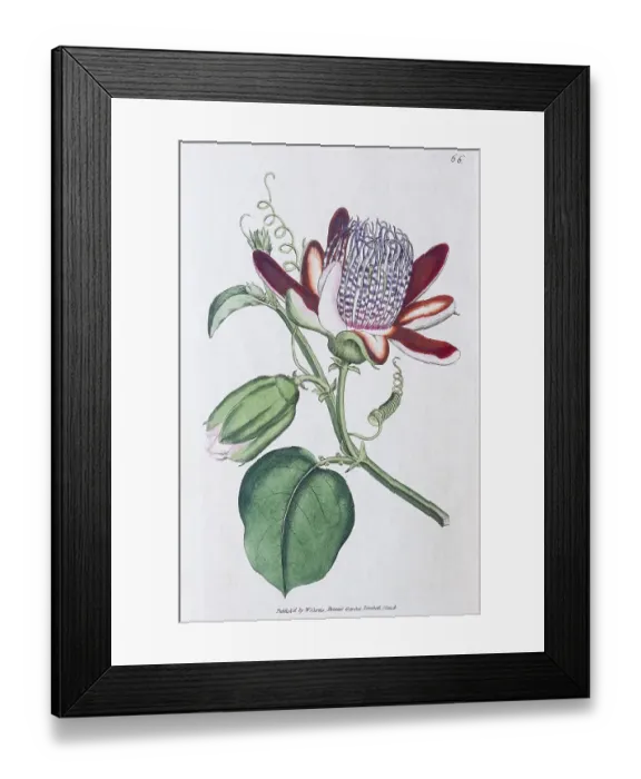 Framed Print : Passion-flower (Passiflora), copper engraving by William Curtis