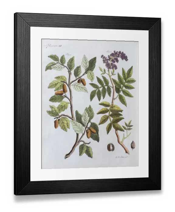 Framed Print : Cork oak (Quercus suber) and terebinth (Pistacia terebinthus)