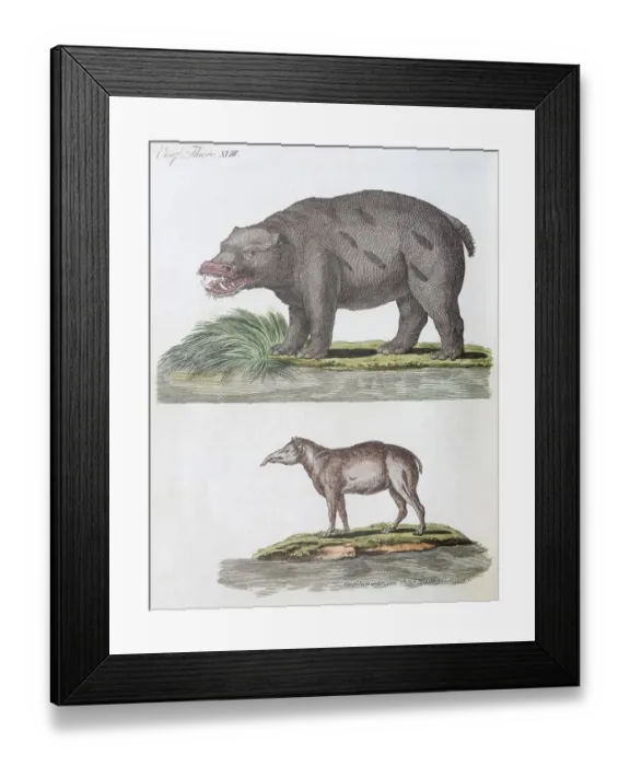 Framed Print : Hippo (Hippopotamus amphibius) and Tapir (Tapirus) Framed Print : Hippo (Hippopotamus amphibius) and Tapir (Tapirus)