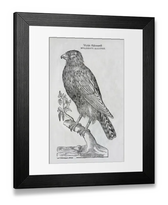 Framed Print : Greater spotted eagle (Clanga clanga) Framed Print : Greater spotted eagle (Clanga clanga)