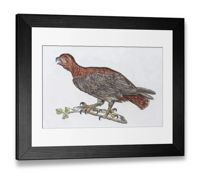 Framed Print : Fisherman or duck spoonbill (Aquila anataria) Framed Print : Fisherman or duck spoonbill (Aquila anataria)