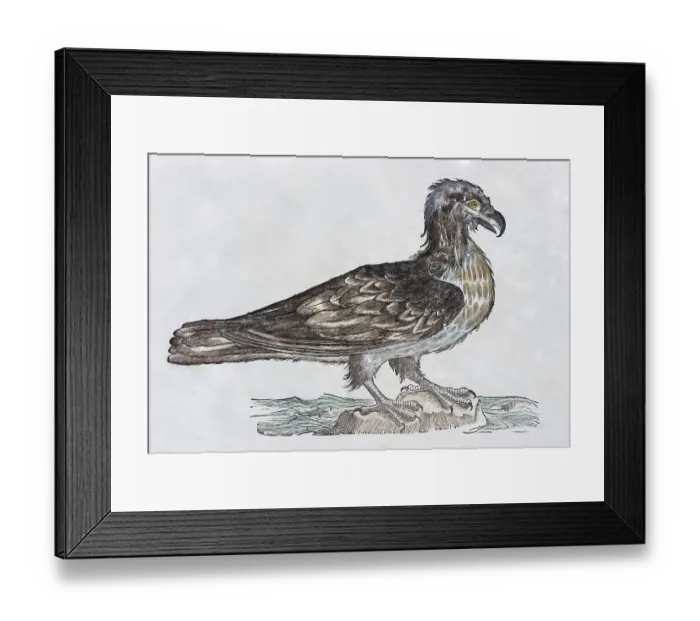 Framed Print : White-tailed eagle (Haliaeetus)
