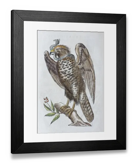 Framed Print : Short-toed Snake Eagle (Circaetus gallicus)