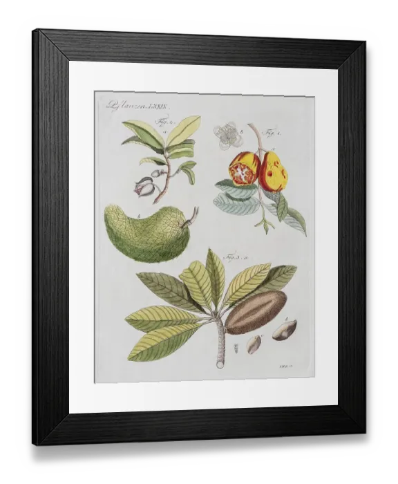 Framed Print : Guava (Psidium guajava), bottle tree (Annonaceae) and sapodilla (Manilkara zapota)
