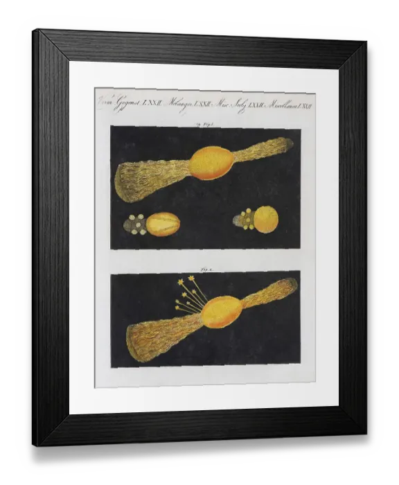 Framed Print : Meteor, hand-coloured copperplate engraving from Friedrich Justin Bertuch picture book for children