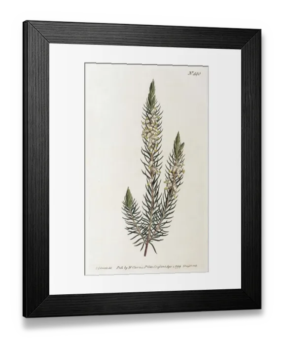 Framed Print : Heather (Erica), hand-coloured copper engraving by Sansom from William Curtis Botanical Magazine