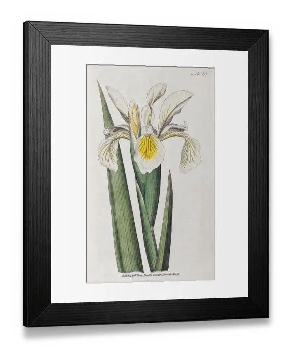 Framed Print : Steppe iris (Iris ochroleuca), hand-coloured copperplate engraving from William Curtis Botanical Magazine Framed Print : Steppe iris (Iris ochroleuca), hand-coloured copperplate engraving from William Curtis Botanical Magazine
