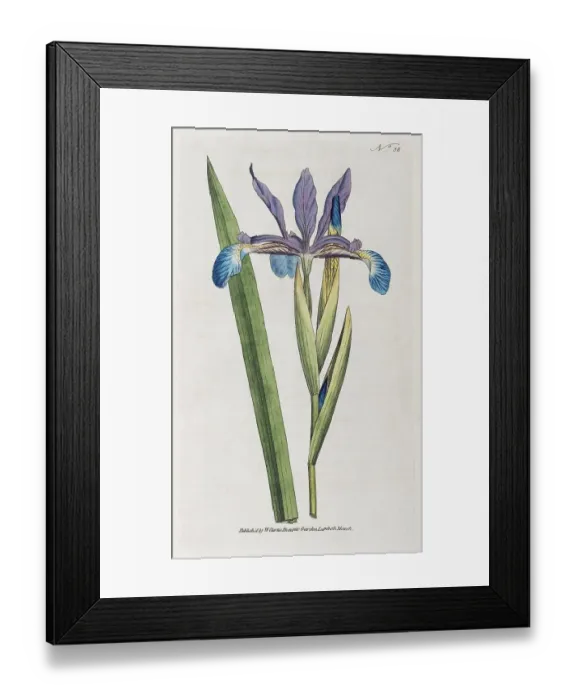 Framed Print : Bastard iris or salt marsh iris (Iris spuria) Framed Print : Bastard iris or salt marsh iris (Iris spuria)
