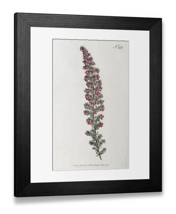 Framed Print : Common Heather (Erica persoluta) Framed Print : Common Heather (Erica persoluta)