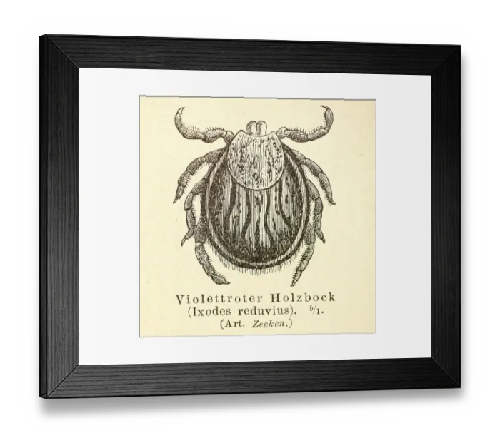 Framed Print : Historical wood engraving, illustration from Meyers encyclopedia 4th edition 1889 and 1890 Framed Print : Historical wood engraving, illustration from Meyers encyclopedia 4th edition 1889 and 1890